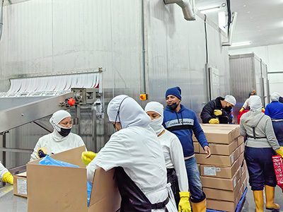 Tunnel de Surgélation par Saumure à 2 000 kg/h pour Crevettes Surgelées en Équateur