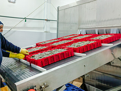 Tunnel de Surgélation par Saumure à 2 000 kg/h pour Crevettes Surgelées en Équateur
