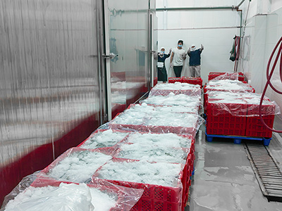 Tunnel de Surgélation par Saumure à 2 000 kg/h pour Crevettes Surgelées en Équateur