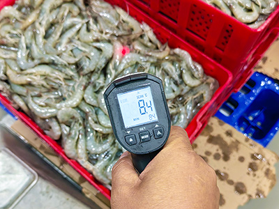 Tunnel de Surgélation par Saumure à 2 000 kg/h pour Crevettes Surgelées en Équateur