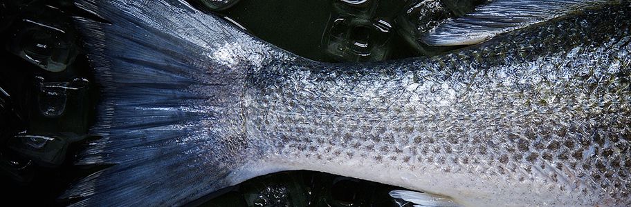 Glaçage du poisson
